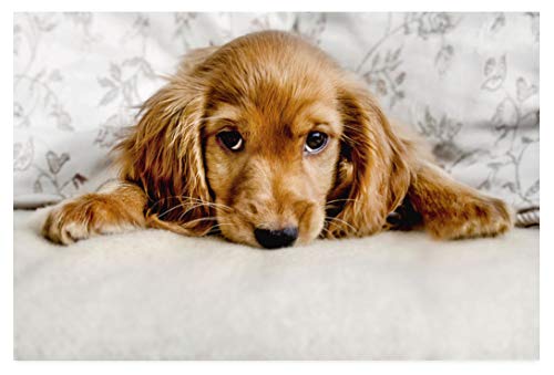 1000 Puzzles für Erwachsene, süßer Cocker-Spaniel-Welpe, Freizeit-Unterhaltung, Kinderspielzeug, Heimdekoration, Kunst, 38 x 26 cm von EZMLFA