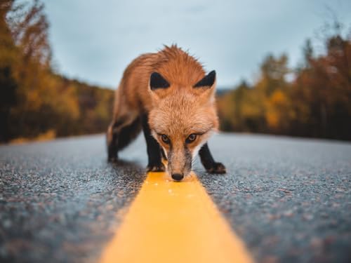 1000 Puzzles für Kinder ab 12 Jahren, Fuchs, Asphalt, Markup, 50x70CM von EZMLFA