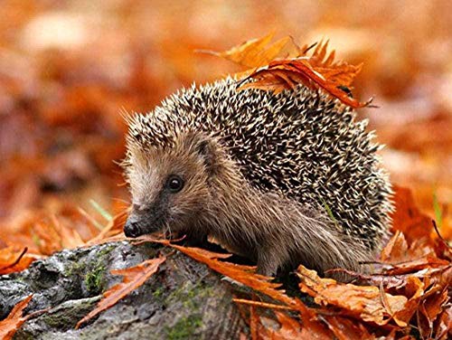 1000 Puzzleteile für Erwachsene, Kleiner Igel, Kinderpuzzle, Puzzle-Sets für die Familie, Lernspiel, 50 x 70 cm 1000 Puzzleteile für Erwachsene, Kleiner Igel, Kinderpuzzle, Puzzle-Sets für die Familie, Lernspiel, 50 x 70 cm von EZMLFA