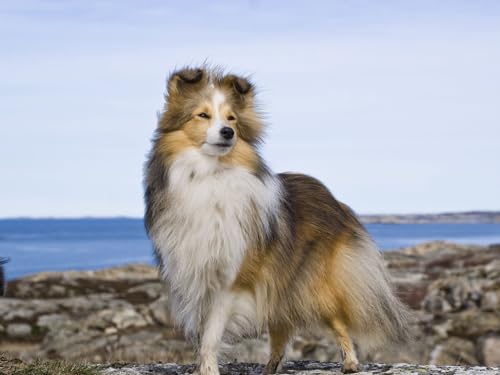 1000 Teile, Impossible Puzzle, Geschicklichkeitsspiel für die ganze Familie - Collie, Hund, Haustier 50x70CM 1000 Teile, Impossible Puzzle, Geschicklichkeitsspiel für die ganze Familie - Collie, Hund, Haustier 50x70CM von EZMLFA