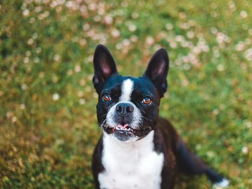 1000 Teile, Impossible Puzzle, Geschicklichkeitsspiel für die ganze Familie - Französisch, Bulldogge, Hund, heraushängende Zunge 50x70CM 1000 Teile, Impossible Puzzle, Geschicklichkeitsspiel für die ganze Familie - Französisch, Bulldogge, Hund, heraushängende Zunge 50x70CM von EZMLFA