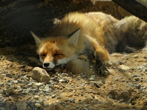 1000 Teile, Impossible Puzzle, Geschicklichkeitsspiel für die ganze Familie - Fuchs, Sand, Steine ​​26x38CM von EZMLFA