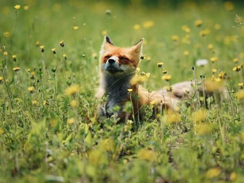 1000 Teile, Impossible Puzzle, Geschicklichkeitsspiel für die ganze Familie - Fuchs, süß, Blumen 50x70CM 1000 Teile, Impossible Puzzle, Geschicklichkeitsspiel für die ganze Familie - Fuchs, süß, Blumen 50x70CM von EZMLFA