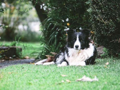 1000 Teile, Puzzle, Geschicklichkeitsspiel für die ganze Familie - Border Collie, Hund, Liegt 50x70CM 1000 Teile, Puzzle, Geschicklichkeitsspiel für die ganze Familie - Border Collie, Hund, Liegt 50x70CM von EZMLFA