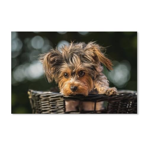 1000 Teile, Yorkshire Terrier Welpe, Puzzle für Erwachsene, Dekompressionsspiel, Puzzle, Studentenspielzeug für Kinder, Weihnachtsgeburtstagsgeschenke, 38 x 52 cm, 70 x 50 cm 1000 Teile, Yorkshire Terrier Welpe, Puzzle für Erwachsene, Dekompressionsspiel, Puzzle, Studentenspielzeug für Kinder, Weihnachtsgeburtstagsgeschenke, 38 x 52 cm, 70 x 50 cm von EZMLFA