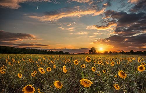1000 Teile Puzzle Mädchen Natürliche Schönheit, Sonnenblumen, Sonnenuntergang 50x70CM 1000 Teile Puzzle Mädchen Natürliche Schönheit, Sonnenblumen, Sonnenuntergang 50x70CM von EZMLFA