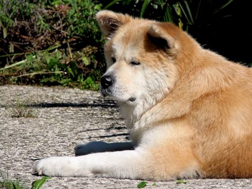1000 Teile Puzzle für Erwachsene und Kinder ab 12 Jahren Akita, Inu, Hund, Hinlegen 50x70CM 1000 Teile Puzzle für Erwachsene und Kinder ab 12 Jahren Akita, Inu, Hund, Hinlegen 50x70CM von EZMLFA