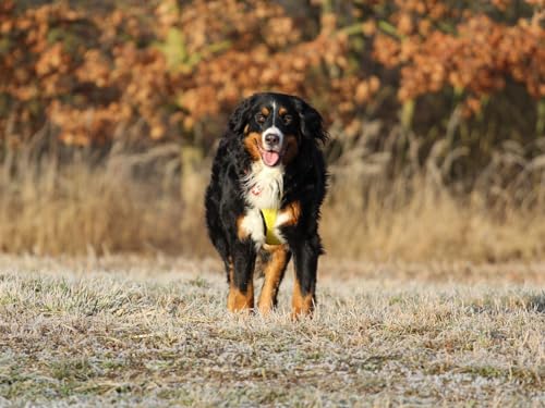 1000 Teile Puzzle für Erwachsene und Kinder ab 12 Jahren Berner Sennenhund, Sennenhund, Hund, 50x70CM 1000 Teile Puzzle für Erwachsene und Kinder ab 12 Jahren Berner Sennenhund, Sennenhund, Hund, 50x70CM von EZMLFA