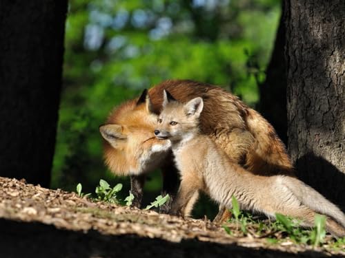 1000 Teile Puzzle für Erwachsene und Kinder ab 12 Jahren - Fuchs, Jungtier, Holz 26x38CM 1000 Teile Puzzle für Erwachsene und Kinder ab 12 Jahren - Fuchs, Jungtier, Holz 26x38CM von EZMLFA