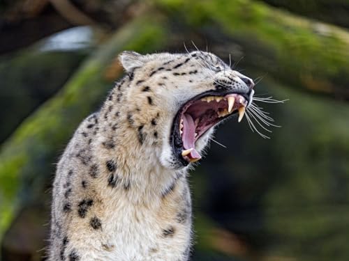 1000 Teile Puzzle für Erwachsene und Kinder ab 12 Jahren Gepard, Groß, Katze, Raubtier 50x70CM von EZMLFA