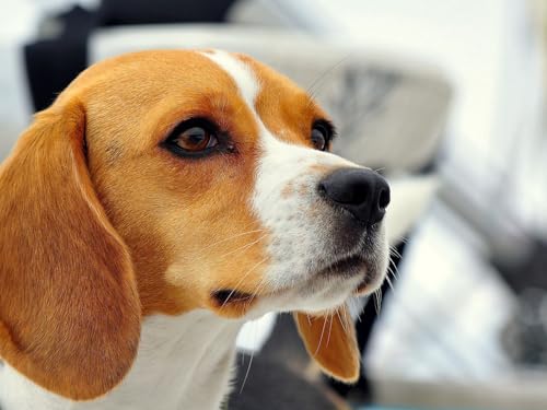 1000-Teile-Puzzle für Erwachsene und Kinder ab 12 Jahren - Hund, Beagle, Maulkorb 50x70CM von EZMLFA