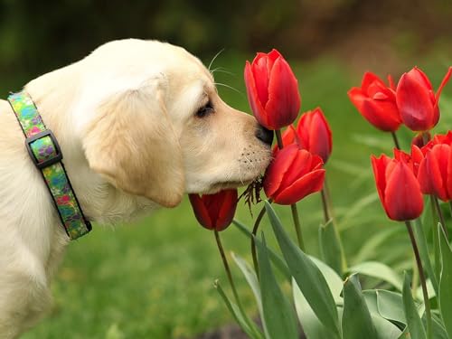 1000 Teile Puzzle für Erwachsene und Kinder ab 12 Jahren – Hund, Blumen, Natur 38x52CM 1000 Teile Puzzle für Erwachsene und Kinder ab 12 Jahren – Hund, Blumen, Natur 38x52CM von EZMLFA