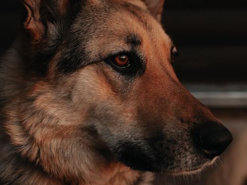 1000 Teile Puzzle für Erwachsene und Kinder ab 12 Jahren - Hund, Profil, Haustier 50x70CM von EZMLFA