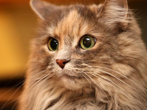 1000 Teile Puzzle für Erwachsene und Kinder ab 12 Jahren - Katze, Gesicht, Augen 50x70CM von EZMLFA