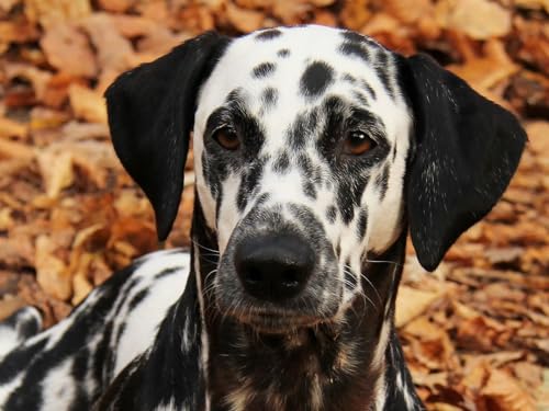 1000 Teile Puzzle für Erwachsene und Kinder ab 14 Jahren - Dalmatiner, Hund, Haustier 50x70CM 1000 Teile Puzzle für Erwachsene und Kinder ab 14 Jahren - Dalmatiner, Hund, Haustier 50x70CM von EZMLFA