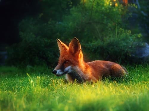 1000 Teile Puzzle für Erwachsene und Kinder ab 14 Jahren - Fuchs, Gras, Versteckt 50x70CM von EZMLFA