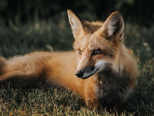 1000 Teile Puzzle für Erwachsene und Kinder ab 14 Jahren - Fuchs, Maul, Raubtier 50x70CM von EZMLFA