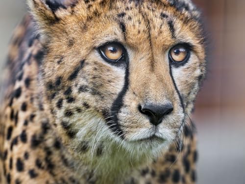 1000 Teile Puzzle für Erwachsene und Kinder ab 14 Jahren - Gepard, Augen, Raubtier 26x38CM von EZMLFA