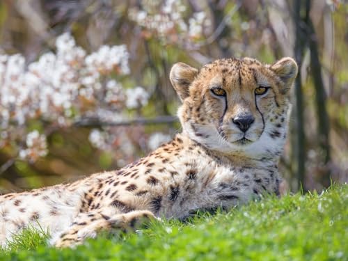 1000 Teile Puzzle für Erwachsene und Kinder ab 14 Jahren - Gepard, Tier, Raubtier 38x52CM von EZMLFA