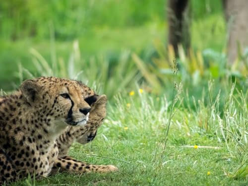 1000 Teile Puzzle für Erwachsene und Kinder ab 14 Jahren - Gepard, Tier, groß, Katze 50x70CM 1000 Teile Puzzle für Erwachsene und Kinder ab 14 Jahren - Gepard, Tier, groß, Katze 50x70CM von EZMLFA