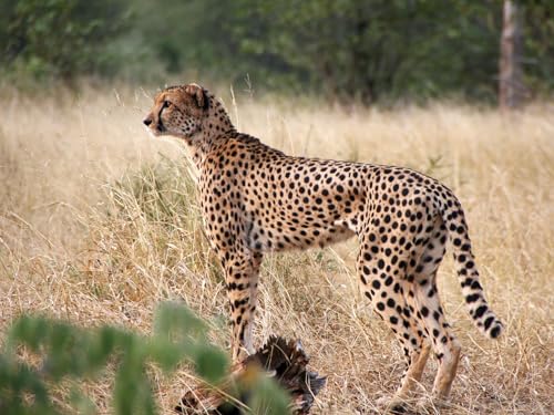 1000 Teile Puzzle für Erwachsene und Kinder ab 14 Jahren - Gepard, groß, Katze, Profil 50x70CM 1000 Teile Puzzle für Erwachsene und Kinder ab 14 Jahren - Gepard, groß, Katze, Profil 50x70CM von EZMLFA