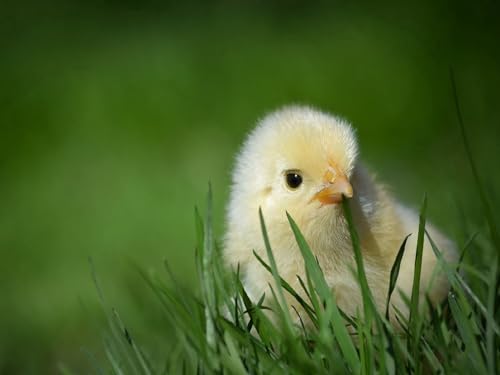 1000 Teile Puzzle für Erwachsene und Kinder ab 14 Jahren - Huhn, Gras, Versteckt 26x38CM 1000 Teile Puzzle für Erwachsene und Kinder ab 14 Jahren - Huhn, Gras, Versteckt 26x38CM von EZMLFA