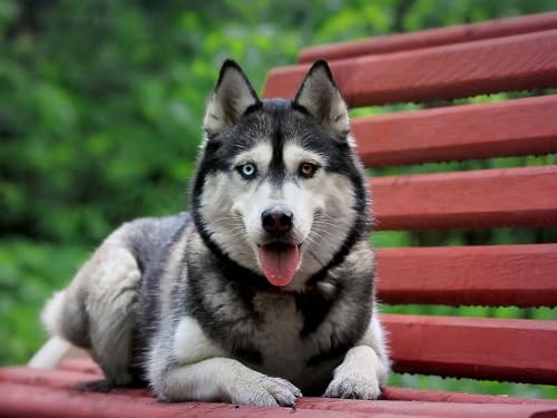 1000 Teile Puzzle für Erwachsene und Kinder ab 14 Jahren – Hund, Bank, Husky 26x38CM 1000 Teile Puzzle für Erwachsene und Kinder ab 14 Jahren – Hund, Bank, Husky 26x38CM von EZMLFA