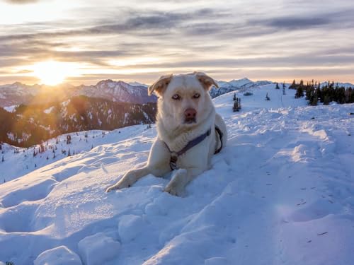 1000 Teile Puzzle für Erwachsene und Kinder ab 14 Jahren – Hund, Berge, Schnee 26x38CM von EZMLFA