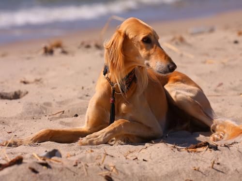 1000 Teile Puzzle für Erwachsene und Kinder ab 14 Jahren - Hund, Dog, Meer 38x52CM von EZMLFA