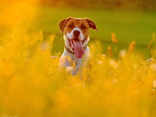 1000 Teile Puzzle für Erwachsene und Kinder ab 14 Jahren – Hund, Gesicht, Gras 50x70CM 1000 Teile Puzzle für Erwachsene und Kinder ab 14 Jahren – Hund, Gesicht, Gras 50x70CM von EZMLFA