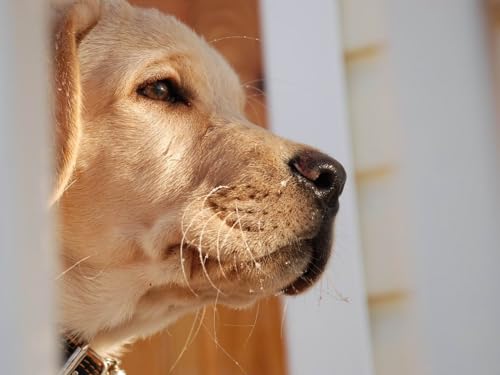 1000 Teile Puzzle für Erwachsene und Kinder ab 14 Jahren - Hund, Maulkorb, Labrador 38x52CM 1000 Teile Puzzle für Erwachsene und Kinder ab 14 Jahren - Hund, Maulkorb, Labrador 38x52CM von EZMLFA