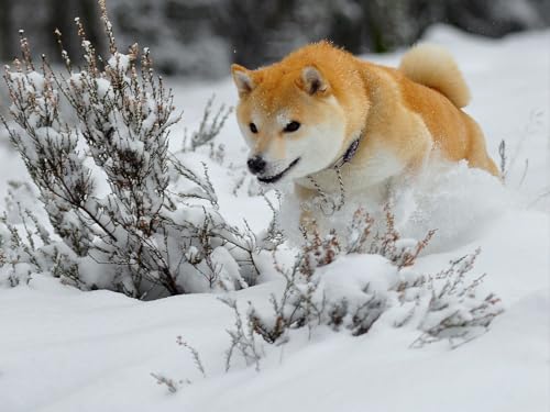 1000 Teile Puzzle für Erwachsene und Kinder ab 14 Jahren – Hund, Welpe, Schnee 38x52CM 1000 Teile Puzzle für Erwachsene und Kinder ab 14 Jahren – Hund, Welpe, Schnee 38x52CM von EZMLFA