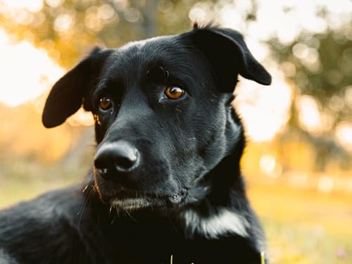 1000-Teile-Puzzle für Erwachsene und Kinder ab 14 Jahren – Labrador, Retriever, Hund, Schwarz 50x70CM 1000-Teile-Puzzle für Erwachsene und Kinder ab 14 Jahren – Labrador, Retriever, Hund, Schwarz 50x70CM von EZMLFA
