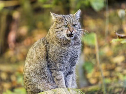 1000 Teile Puzzle für Erwachsene und Kinder ab 14 Jahren - Wald, Katze, Kater, Aggression 50x70CM 1000 Teile Puzzle für Erwachsene und Kinder ab 14 Jahren - Wald, Katze, Kater, Aggression 50x70CM von EZMLFA