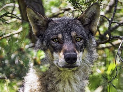 1000 Teile Puzzle für Kinder ab 12 Jahren, Weibchen, Wolf, Wolf, Raubtier 50x70CM 1000 Teile Puzzle für Kinder ab 12 Jahren, Weibchen, Wolf, Wolf, Raubtier 50x70CM von EZMLFA