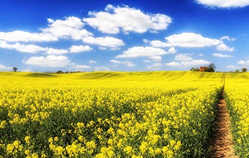 1000-Teile-Puzzle: Mädchen, natürliche Schönheit, Blumen, Raps 50x70CM 1000-Teile-Puzzle: Mädchen, natürliche Schönheit, Blumen, Raps 50x70CM von EZMLFA