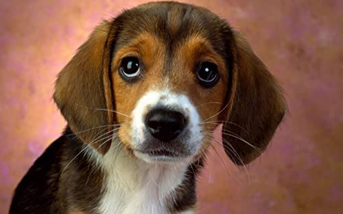 1000-teiliges Beagle-Puzzle für Erwachsene und Teenager, Puzzle für Kinder, empfohlen für Erwachsene und Kinder zur Interaktion, DIY-Spielgeschenk, 50 x 70 cm 1000-teiliges Beagle-Puzzle für Erwachsene und Teenager, Puzzle für Kinder, empfohlen für Erwachsene und Kinder zur Interaktion, DIY-Spielgeschenk, 50 x 70 cm von EZMLFA