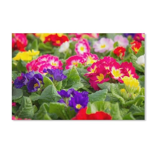 1000-teiliges Puzzle, Bunte Primeln, Blumen, Kartonspielzeug für Erwachsene und Kinder, Lernspiel, 38 x 52 cm, 70 x 50 cm 1000-teiliges Puzzle, Bunte Primeln, Blumen, Kartonspielzeug für Erwachsene und Kinder, Lernspiel, 38 x 52 cm, 70 x 50 cm von EZMLFA