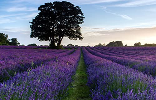 1000-teiliges Puzzle, Natürliche Schönheit, Lavendel, 50 x 70 cm 1000-teiliges Puzzle, Natürliche Schönheit, Lavendel, 50 x 70 cm von EZMLFA