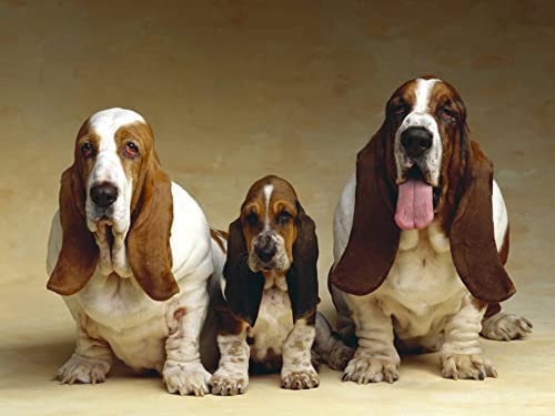1000-teiliges Puzzle für Erwachsene, Basset Hound, Brain Challenge-Puzzle für Kinder, Lernspiele, empfohlen für Erwachsene und Kinder zur Interaktion, DIY-Spielgeschenk, 50 x 70 cm 1000-teiliges Puzzle für Erwachsene, Basset Hound, Brain Challenge-Puzzle für Kinder, Lernspiele, empfohlen für Erwachsene und Kinder zur Interaktion, DIY-Spielgeschenk, 50 x 70 cm von EZMLFA