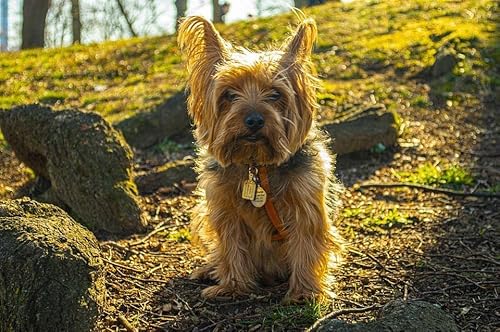 1000-teiliges Puzzle für Erwachsene, Yorkshire Terrier, Gehirn-Herausforderung, Puzzle für Kinder, Lernspiele, perfekt für Kinder, Lernspiel, Unterhaltungsgeschenk, 50 x 70 cm 1000-teiliges Puzzle für Erwachsene, Yorkshire Terrier, Gehirn-Herausforderung, Puzzle für Kinder, Lernspiele, perfekt für Kinder, Lernspiel, Unterhaltungsgeschenk, 50 x 70 cm von EZMLFA