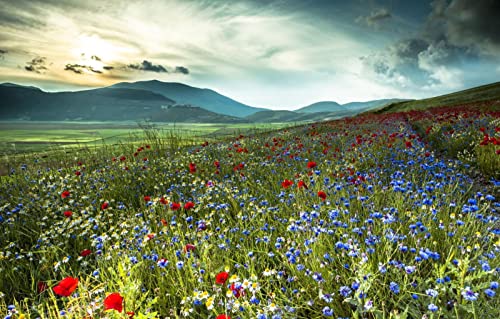 1000-teiliges Puzzle für Erwachsene, natürliche Schönheit, Blumen, Kamille, Italienisch, Kornblume, 50 x 70 cm 1000-teiliges Puzzle für Erwachsene, natürliche Schönheit, Blumen, Kamille, Italienisch, Kornblume, 50 x 70 cm von EZMLFA