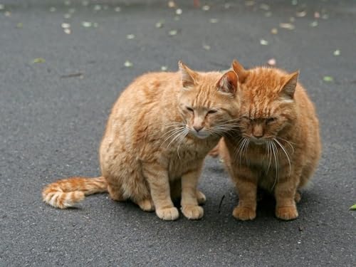 1000-teiliges Puzzle für Erwachsene und Kinder ab 14 Jahren - Katzen, Paar, Zärtlichkeit 50x70CM 1000-teiliges Puzzle für Erwachsene und Kinder ab 14 Jahren - Katzen, Paar, Zärtlichkeit 50x70CM von EZMLFA