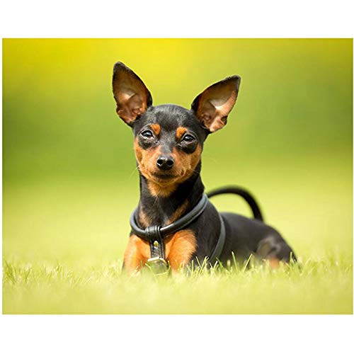 1000-teiliges Puzzle für Kinder, Zwergpinscher-Hundepuzzle für Erwachsene, Kinderspiele, Lernspielzeug, Puzzle, 70 x 50 cm 1000-teiliges Puzzle für Kinder, Zwergpinscher-Hundepuzzle für Erwachsene, Kinderspiele, Lernspielzeug, Puzzle, 70 x 50 cm von EZMLFA