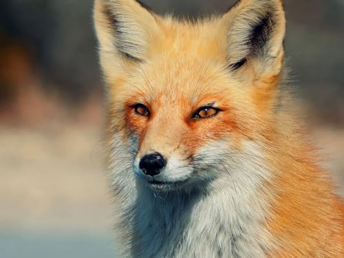 1000-teiliges Puzzle für Kinder ab 12 Jahren, Fuchs, Augen, Raubtier, 50 x 70 cm 1000-teiliges Puzzle für Kinder ab 12 Jahren, Fuchs, Augen, Raubtier, 50 x 70 cm von EZMLFA
