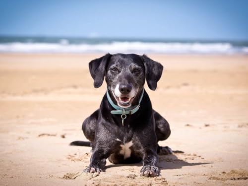 1000-teiliges Puzzle für Kinder ab 12 Jahren, Hund, Sand, Dunkel, 50x70CM 1000-teiliges Puzzle für Kinder ab 12 Jahren, Hund, Sand, Dunkel, 50x70CM von EZMLFA