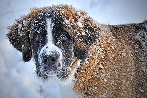 2000 Puzzles, Bernhardinerhund, Haustier, Heimbüro-Dekoration, DIY-Spielzeug für Kinder, 70 x 100 cm 2000 Puzzles, Bernhardinerhund, Haustier, Heimbüro-Dekoration, DIY-Spielzeug für Kinder, 70 x 100 cm von EZMLFA