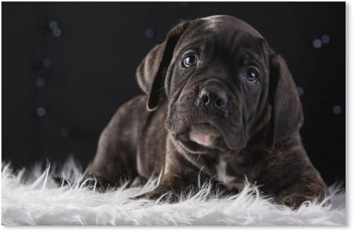 2000 Stück Jigsaw Puzzle Niedlichen Welpen Schwarz Hund Kinder Spielzeug Dekompression Spiel 70x100CM von EZMLFA