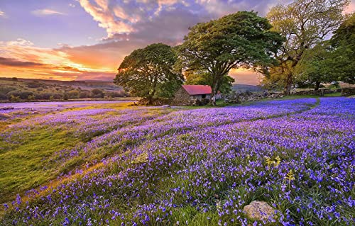 2000 Teile, Sommer-Lila Lavendel-Lichtungs-Sonnenuntergang Personalisiertes Puzzle 70x100CM 2000 Teile, Sommer-Lila Lavendel-Lichtungs-Sonnenuntergang Personalisiertes Puzzle 70x100CM von EZMLFA