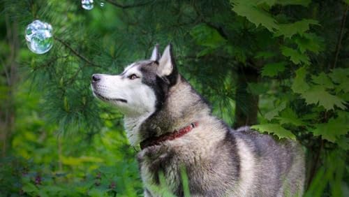 2000 Teile Puzzle Für Erwachsenepuzzle Ernster Hund Kunst Für Erwachsene DIY Freizeitspiel Spaß Spielzeug Geschenk Geeignet Für Familienfreunde 70x100CM von EZMLFA